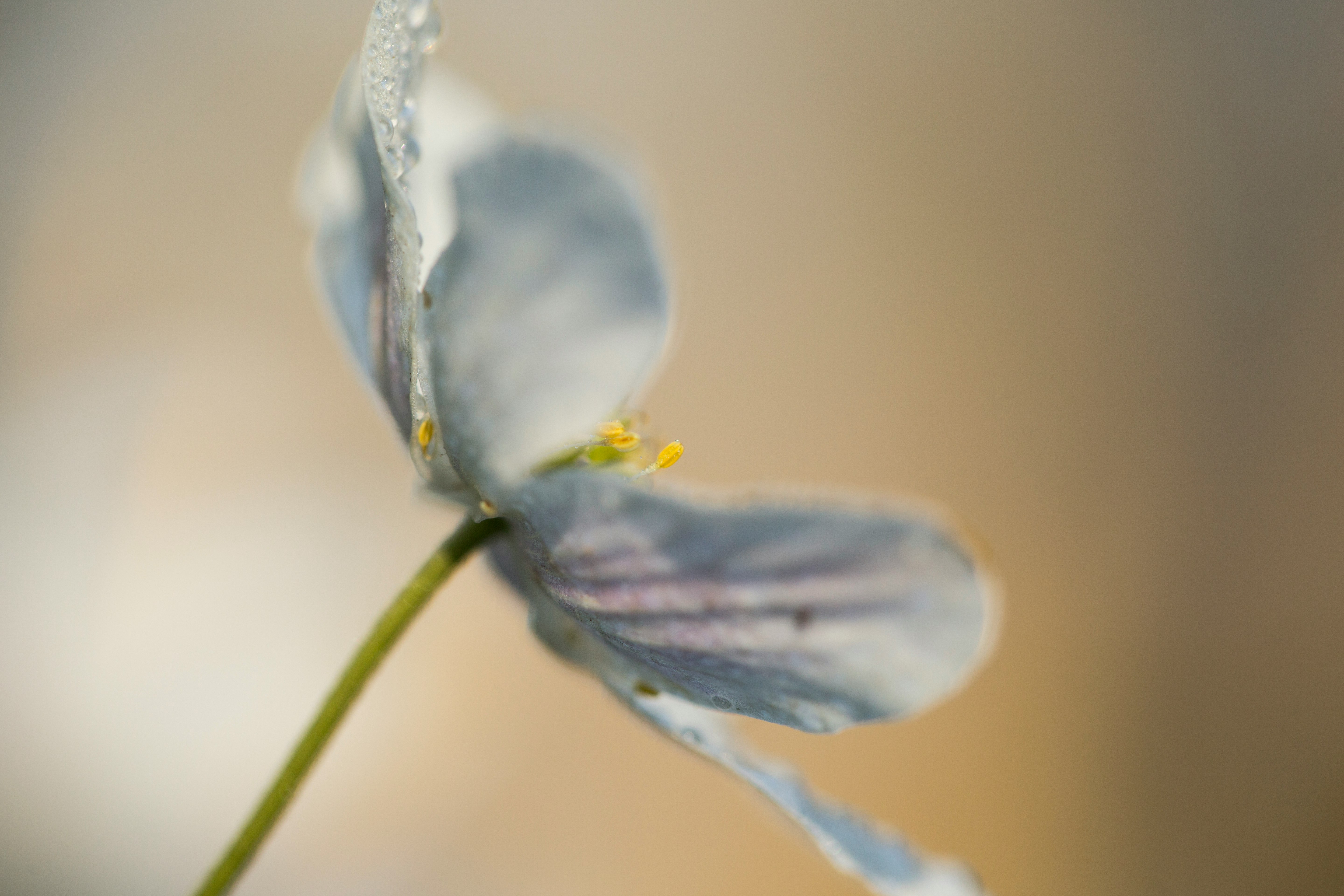 purple flower in macro shot